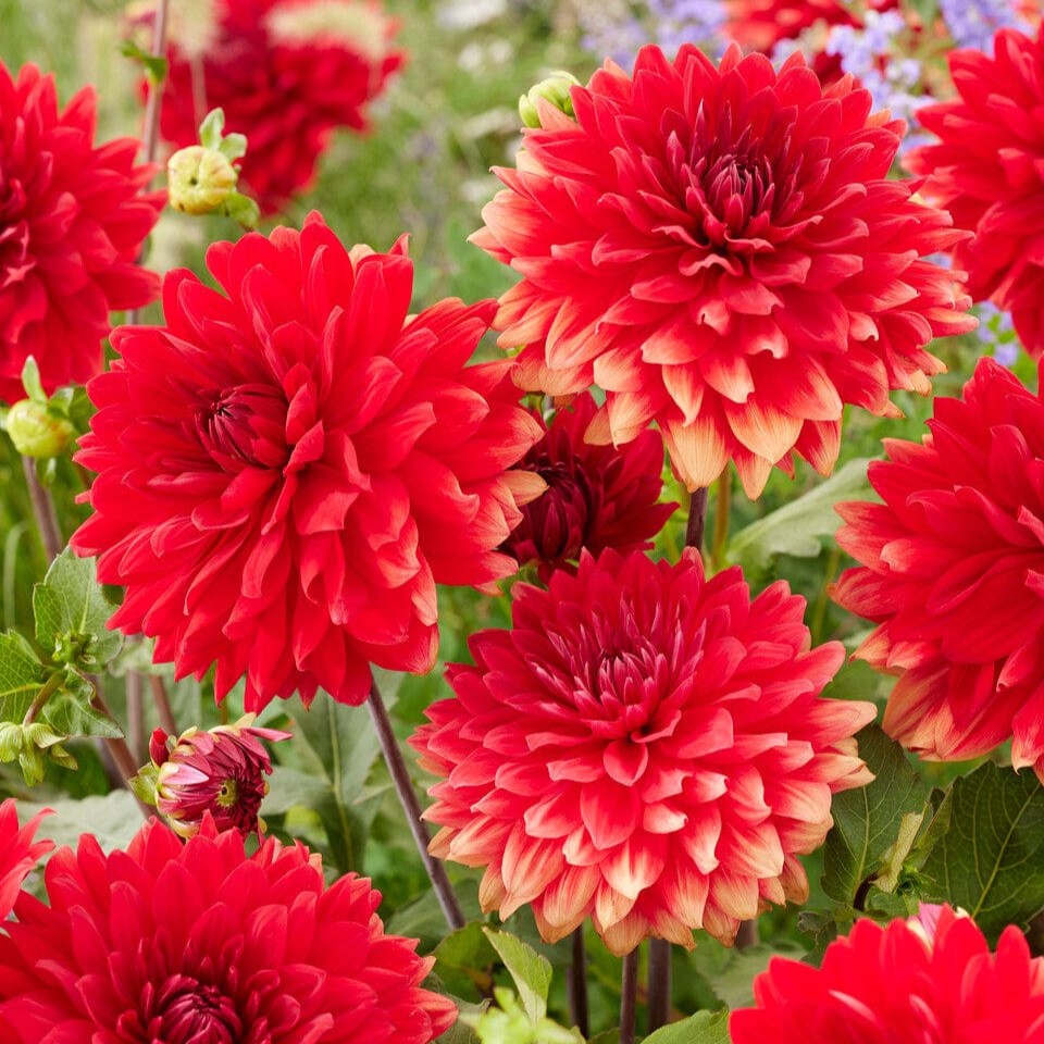 visi208037_garden_wonder